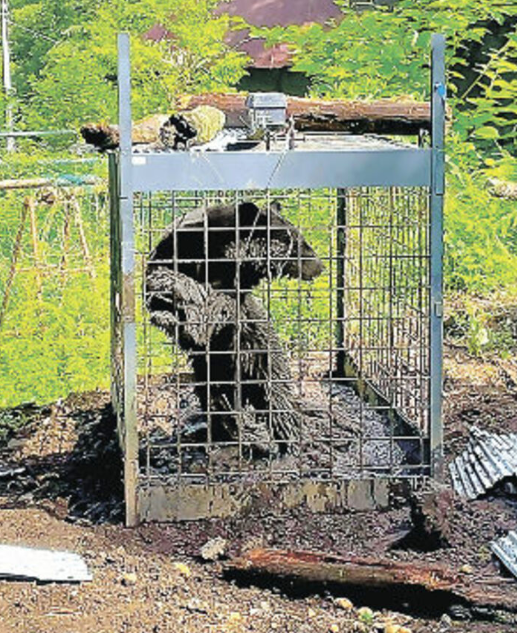 ツキノワグマをまたも捕獲　群馬・桐生市で雌1頭　今月1日に同じ場所で雄1頭捕まえたばかり