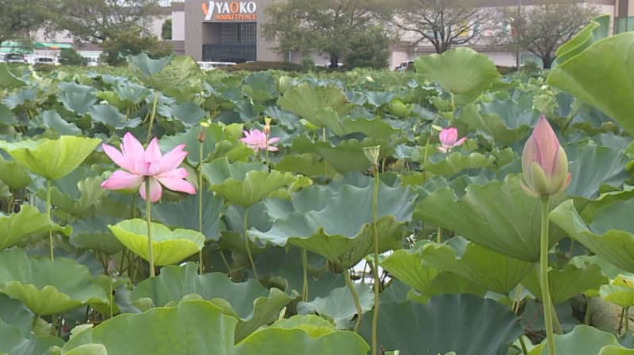 夏の風物詩「花ハス遊覧船」　群馬・館林市