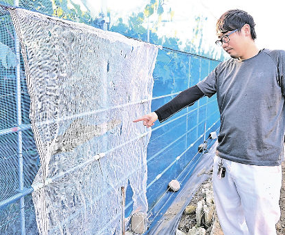 収穫直前のシャインマスカット100房盗難　防犯カメラに持ち去る様子　群馬・太田市のブドウ園「がっかり」