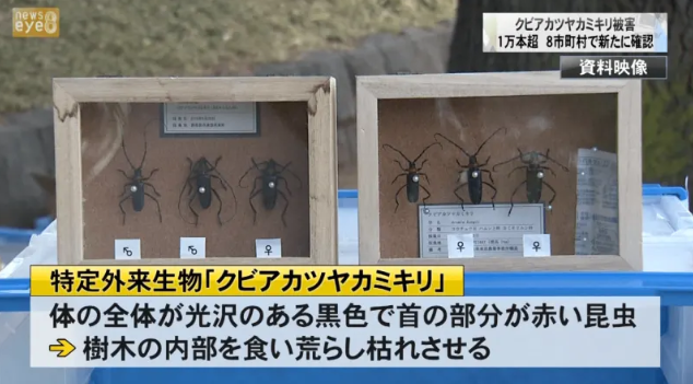 クビアカツヤカミキリ被害　１万本超　８市町村で新たに確認