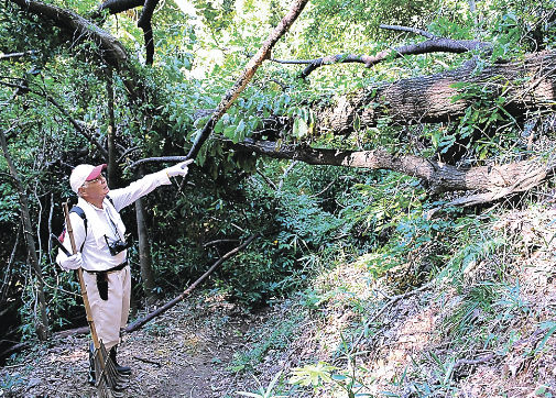 松井田城跡で倒木　大雨の影響か、見学ルートふさぐ　群馬・安中市